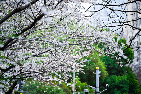 白色樱花林