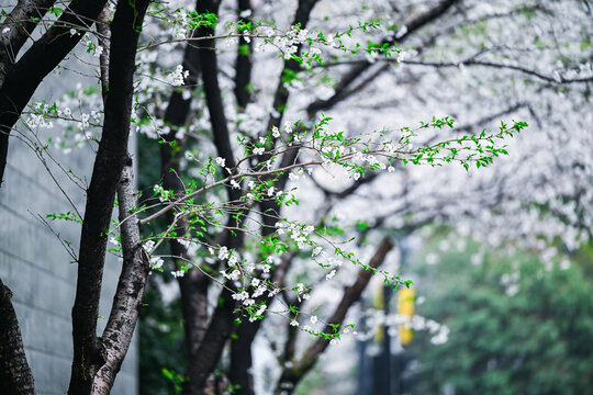 白色樱花林