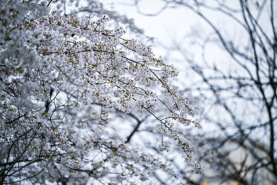 白色樱花林