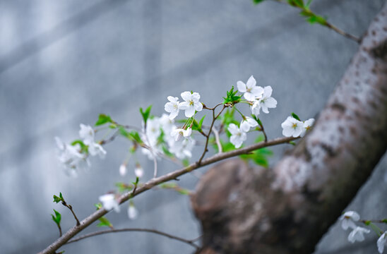 盛开的白色樱花