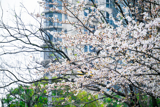 上海昌平路地铁站樱花季风光