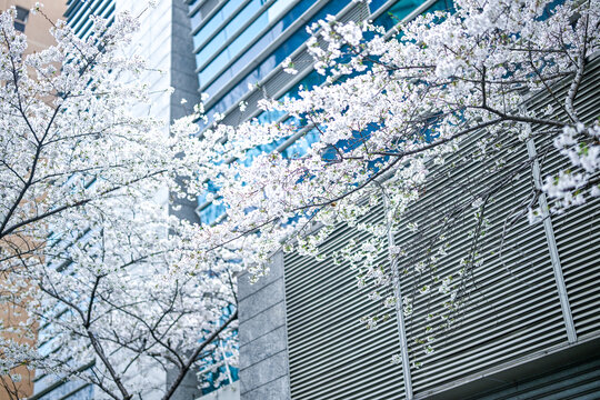 上海昌平路地铁站樱花季风光