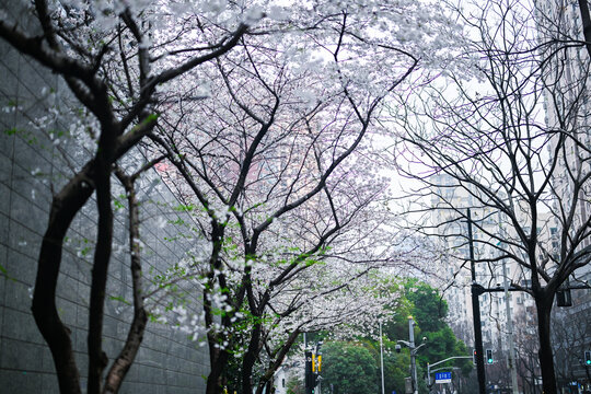 上海昌平路地铁站樱花季风光