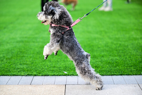 可爱的宠物犬宠物狗