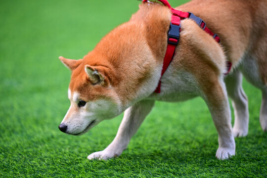 可爱的宠物犬宠物狗