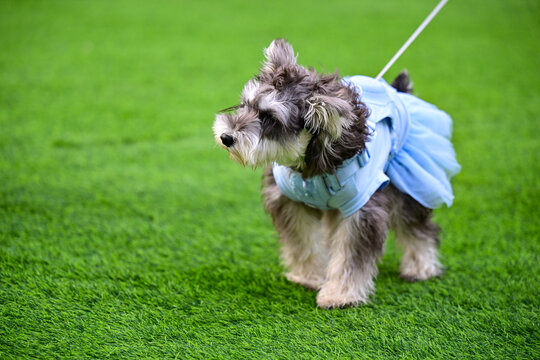 玩耍的宠物犬宠物狗