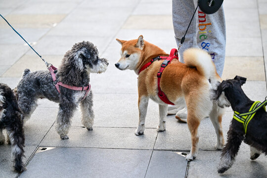 玩耍的宠物犬宠物狗