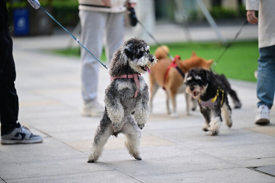 玩耍的宠物犬宠物狗