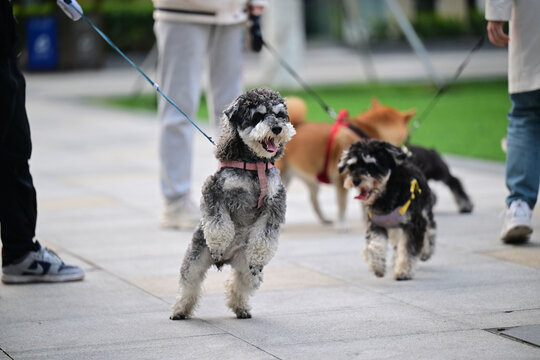 玩耍的宠物犬宠物狗