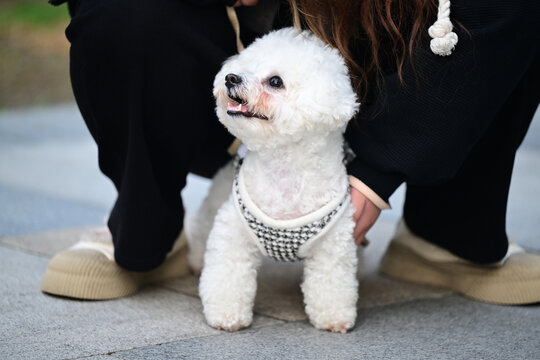 玩耍的宠物犬宠物狗