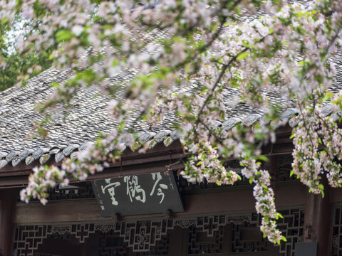 海棠花