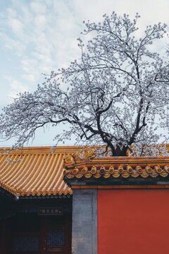 北京紫禁城故宫博物院红墙春天