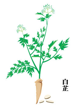 手绘中药材白芷