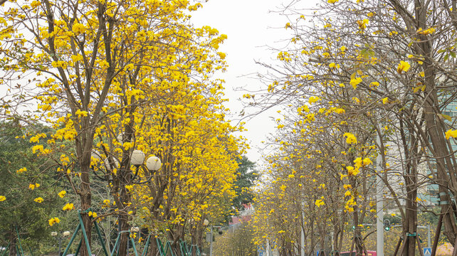 黄花风铃木