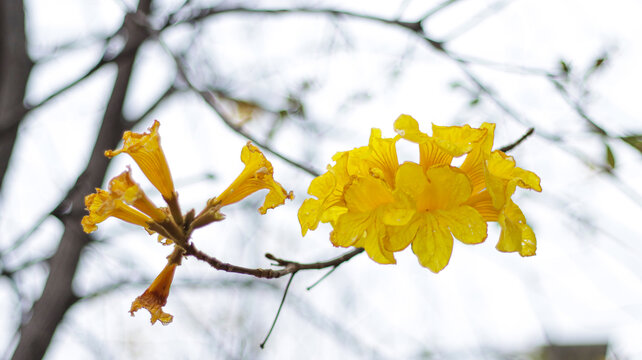 黄花风铃木