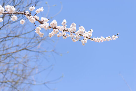 春天盛开的白色桃花