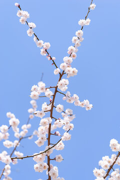 春天盛开的白色桃花