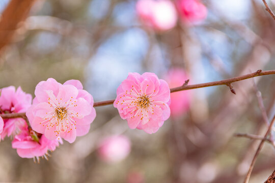 春天梅花盛开满园春色