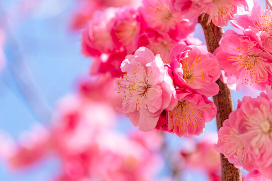 春天梅花盛开满园春色