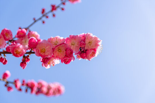 春天梅花盛开满园春色