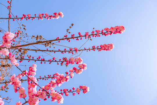 春天盛开的梅花