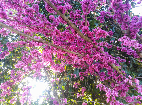 春天盛开的紫荆花