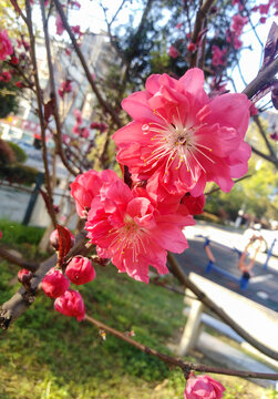 春天紫叶桃花