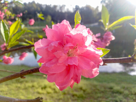 春天碧桃花