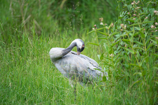 栖息在草地上的灰鹤