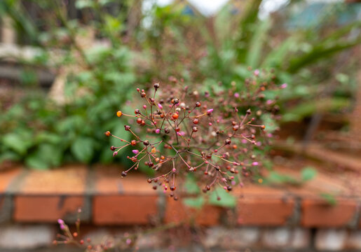 植物上生长的浆果土人参