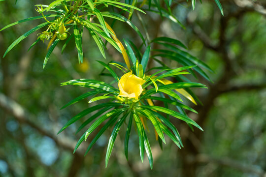 黄花夹竹桃