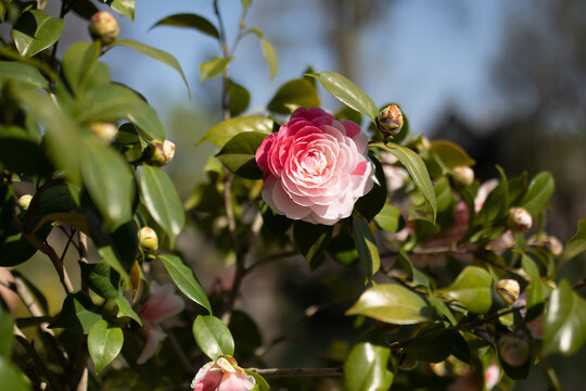 山茶花