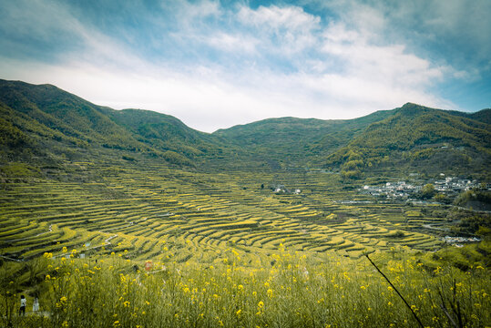 油菜梯田