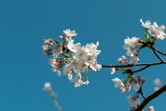 樱花