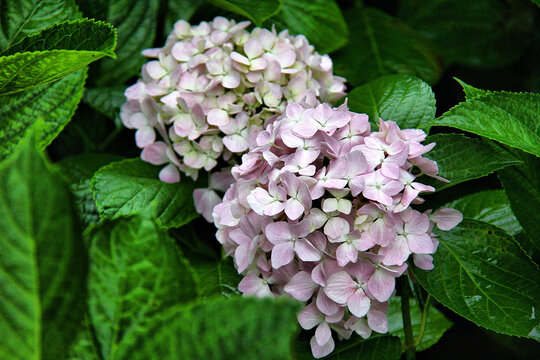 绣球花粉团花