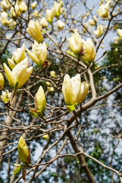 玉兰花枝