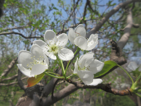 春暖花开