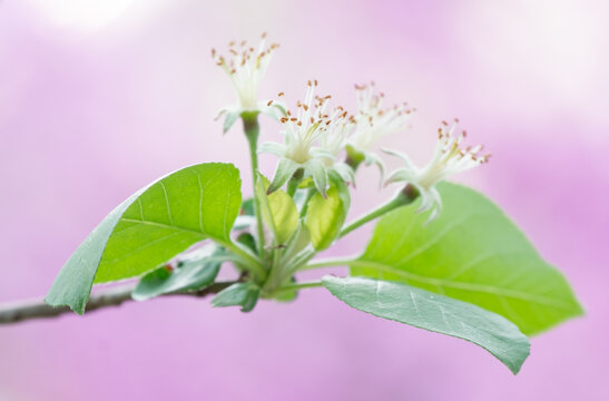 唯美绿叶海棠花