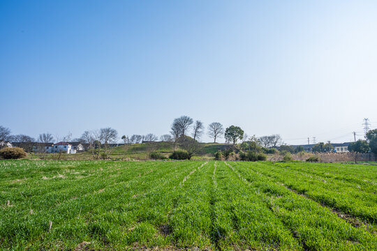 农村风光绿色麦田