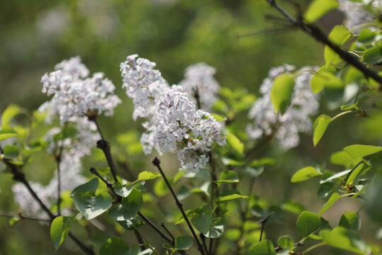 紫丁香花