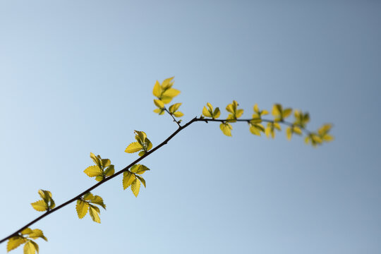 春天榆树新芽