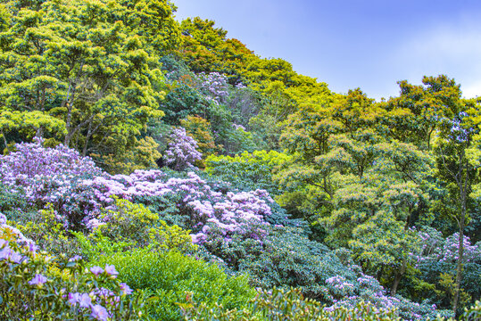 高山杜鹃