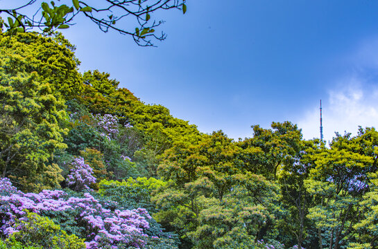 杜鹃花开