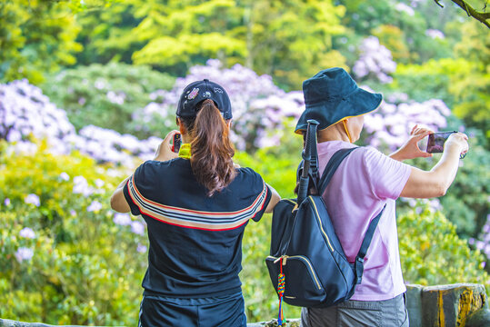 赏花时节