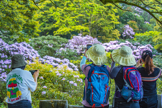 赏花时节