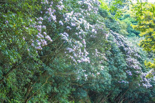 寻芳迳杜鹃花