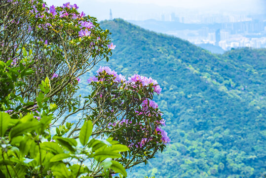 梧桐山高山杜鹃