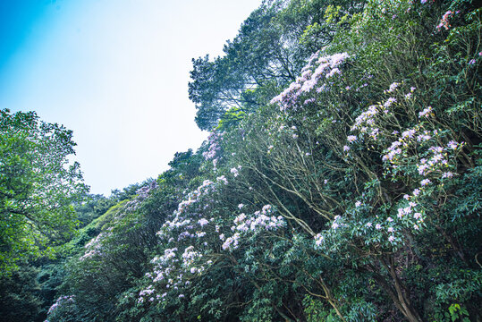 高山杜鹃