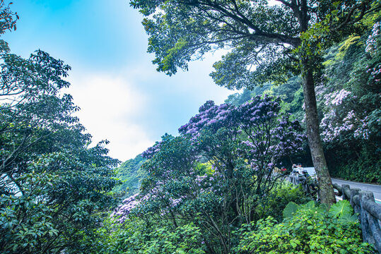 高山杜鹃