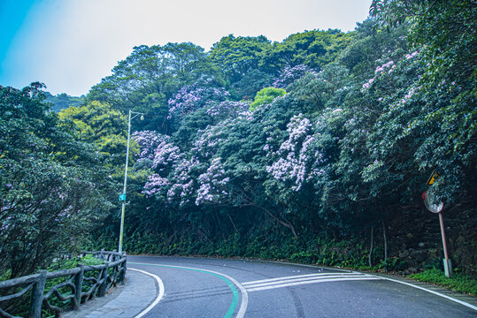 梧桐山万花屏